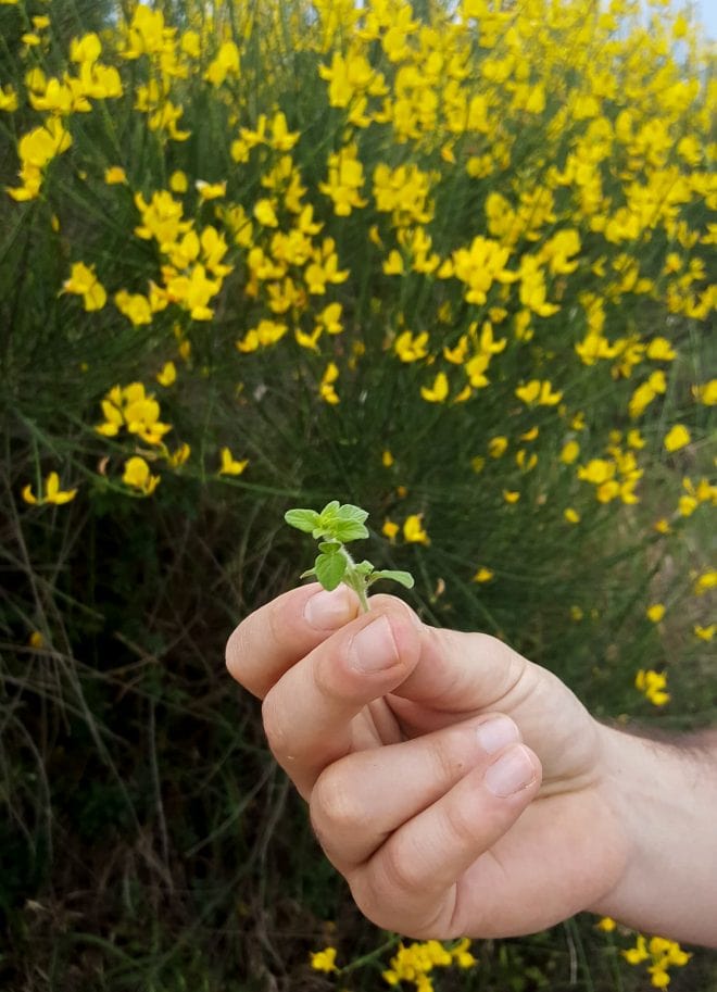 Wild Organic Herbs Montefollonico Tuscany