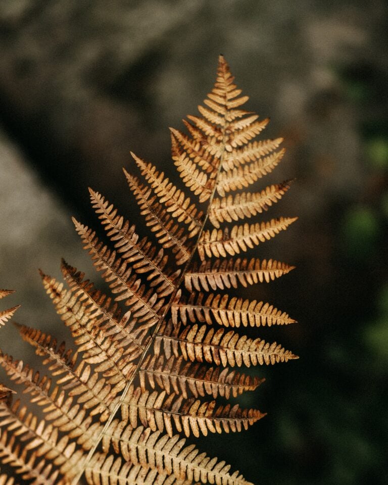 Gold Fern