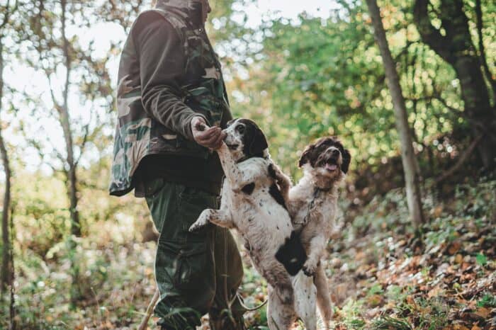 Tuscany Italy Truffle Dogs